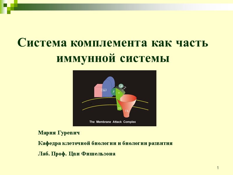 1 Система комплемента как часть иммунной системы  Мария Гуревич  Кафедра клеточной биологии